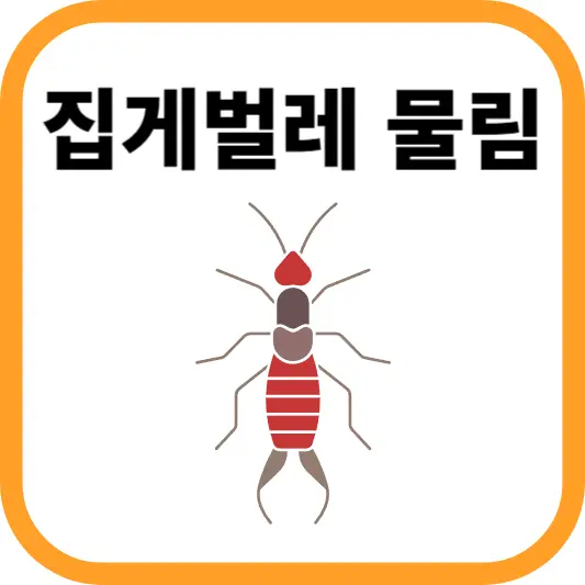 집게벌레 물림, 위험한가요? 증상과 치료 방법 알아보기