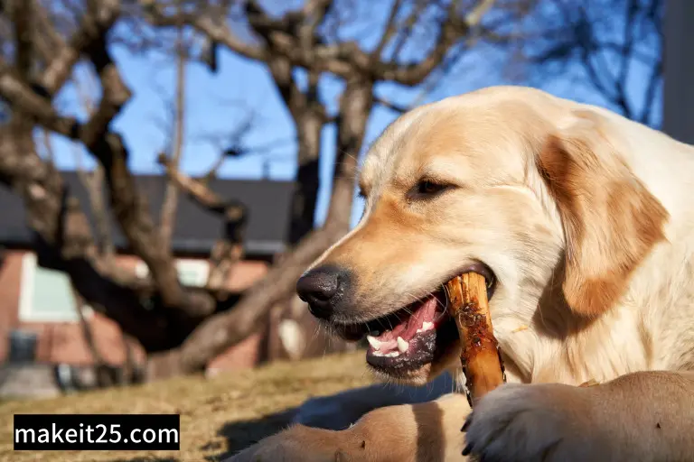 애완용 강아지 종류 대형견 – 장단점 및 TOP10 소개