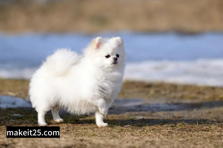 애완용 강아지 종류를 알아보자. 소형견 5종의 장단점과 선택 방법