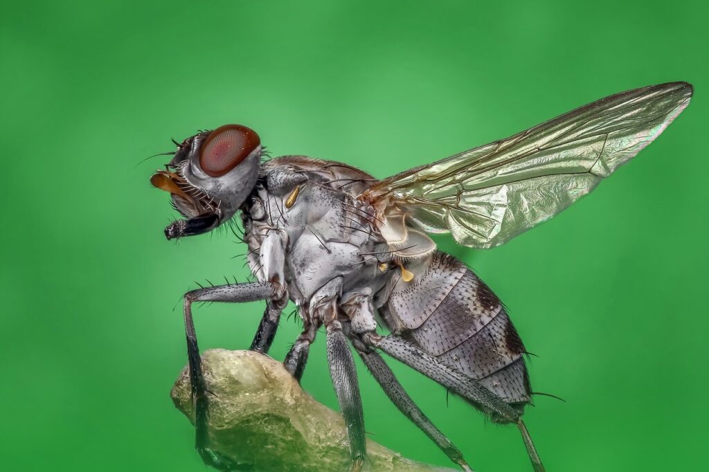housefly, insect, animal