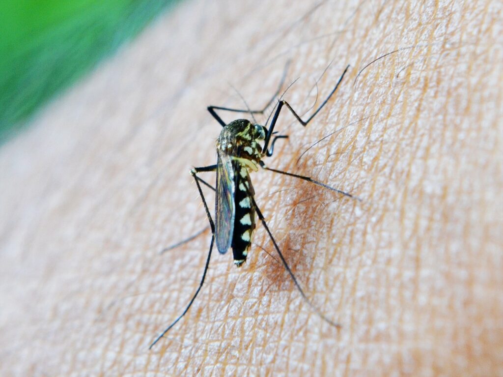 mosquito, bite, decease