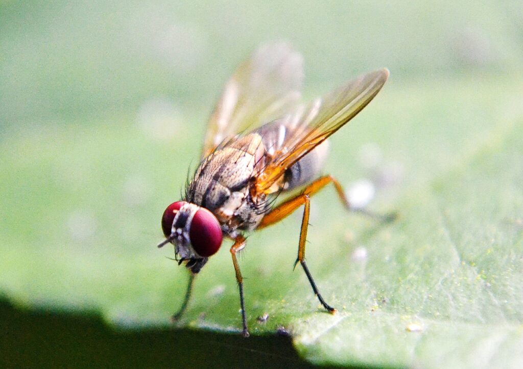 fruit fly, fly, inset