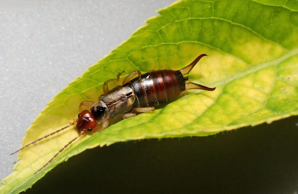 insect, pest, earwig