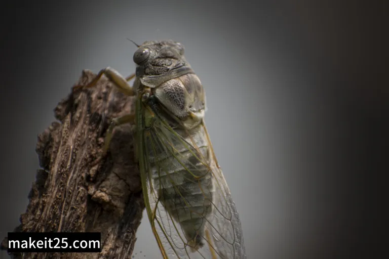 매미 수명과 일생, 특징, 탈피