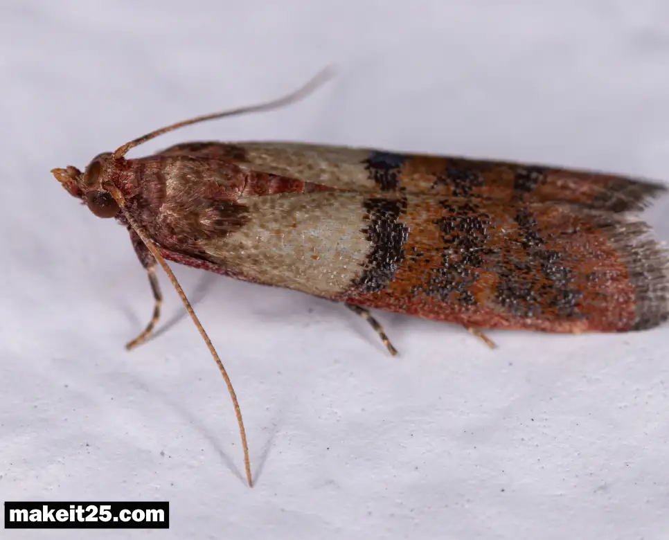 쌀벌레 나방/쌀벌레 알/쌀벌레 애벌레/쌀벌레 약